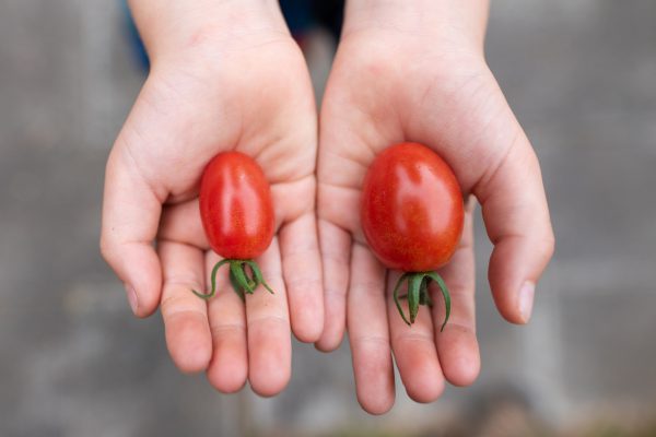 Variety Matching benchmarking benchmark tomato tomatoes varieties compare vergelijken_verkleind