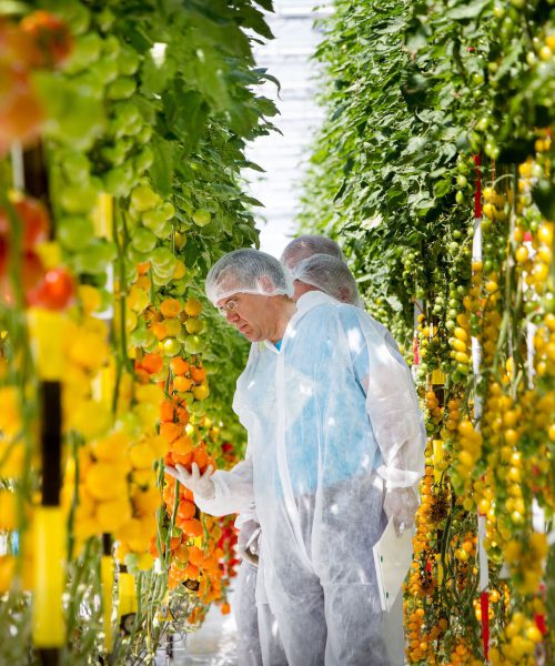 Variety Matching tomatoes innovation development method scouting