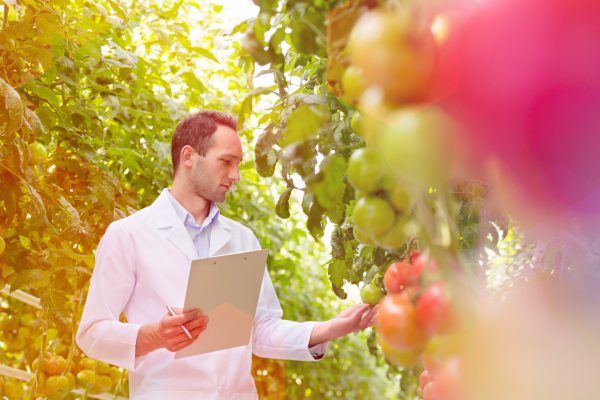 Variety Matching tomatoes varieties scouting research onderzoek rassen onafhankelijk independent infomation informatie_verkleind